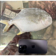 金鲳鱼 1只